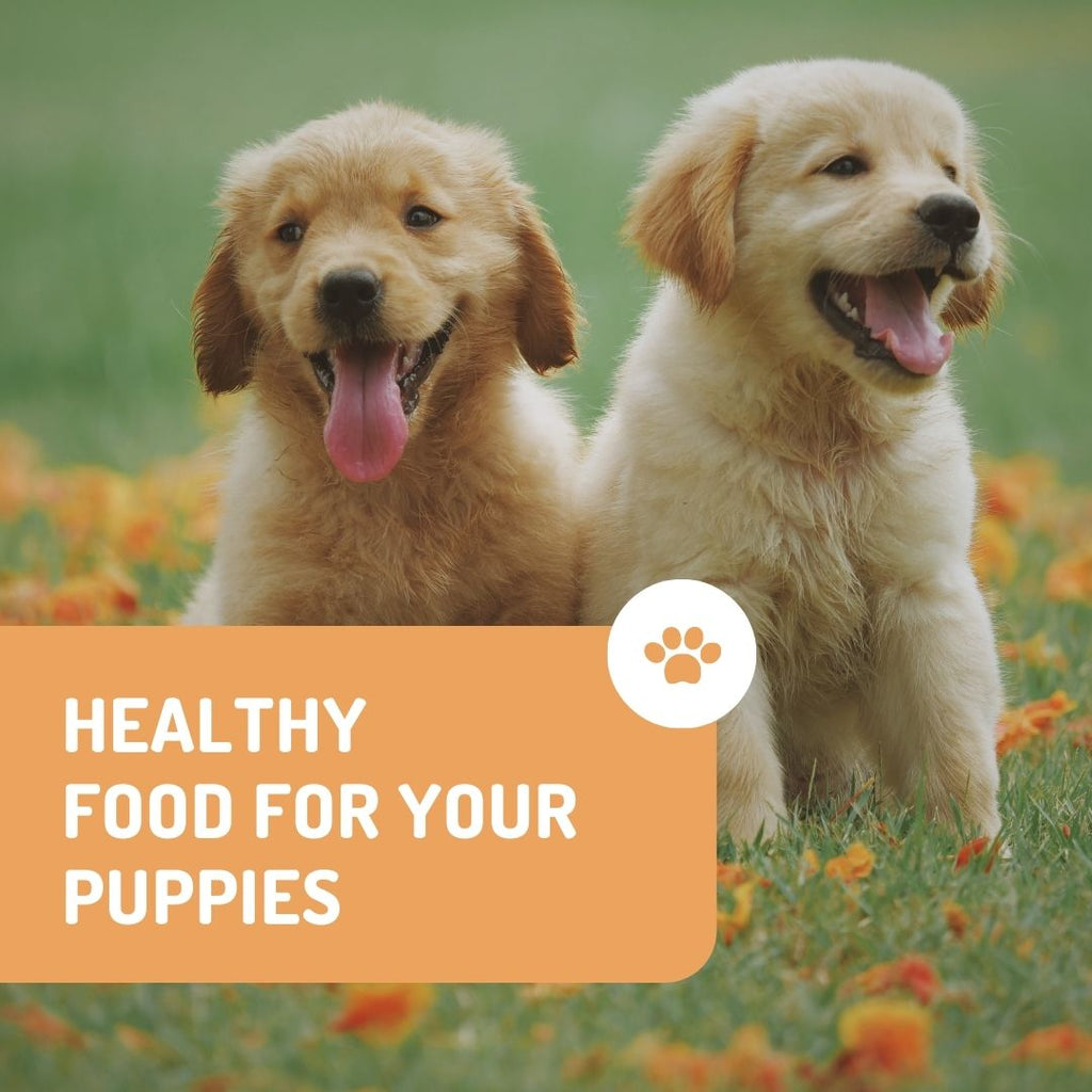 5 consejos para darle comida saludable a tu cachorro