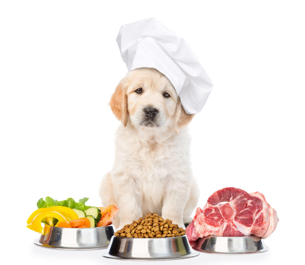 Alimentos humanos que tu perro no debe comer