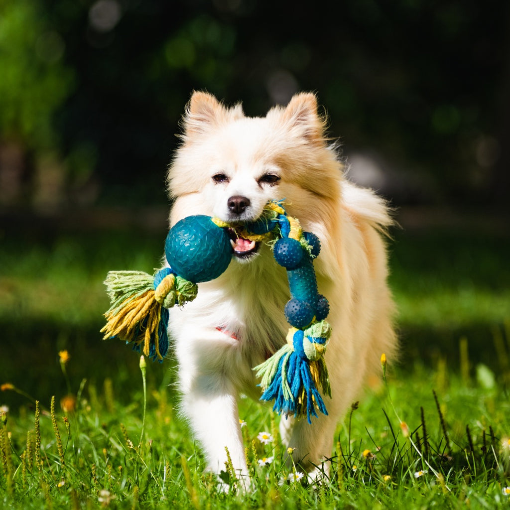 The Best Ways to Keep Your Pet Active