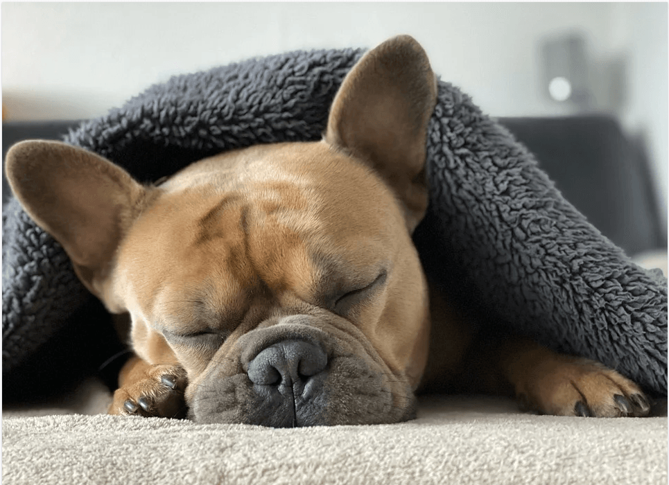 5 Tips για να κοιμάται το κουτάβι σου μέσα στη νύχτα