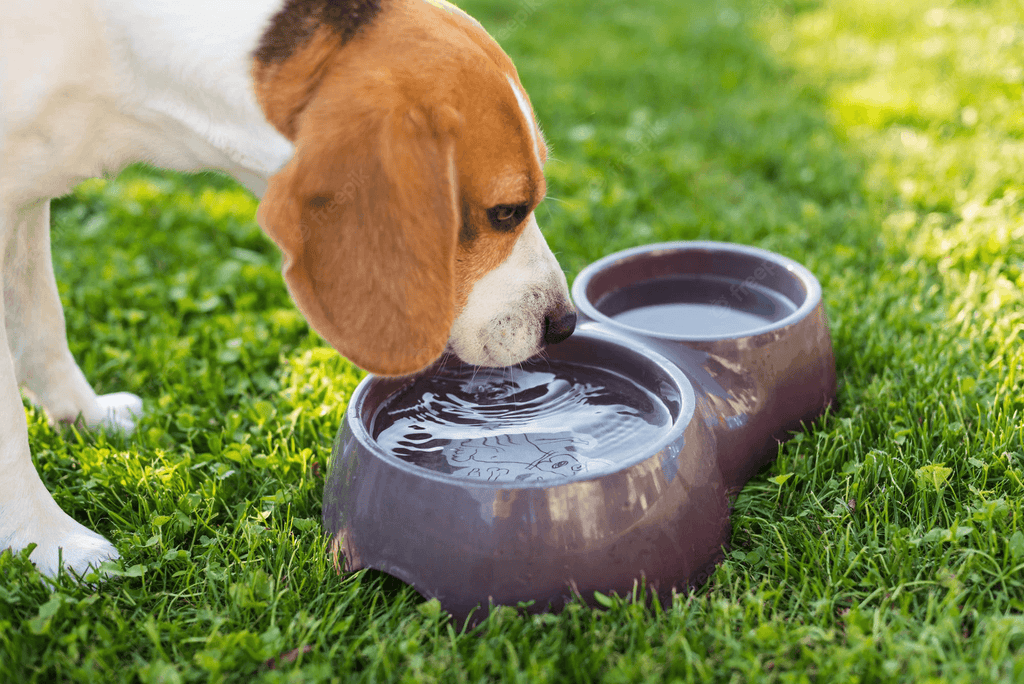 ¿Está su cachorro bebiendo suficiente agua?