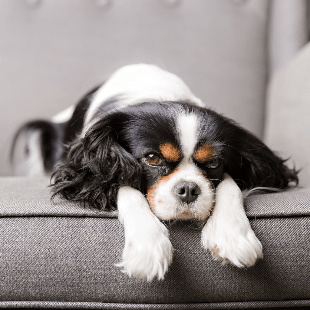 Top 5 Kinds of Fabric That Repel Pet Hair